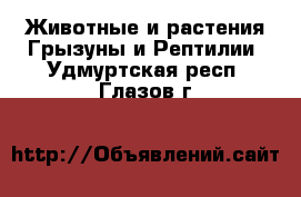 Животные и растения Грызуны и Рептилии. Удмуртская респ.,Глазов г.